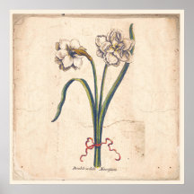 Antikes Botanisches Plakat Weißes Narcissur
