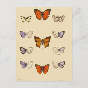 Antikes Druckbild - Neue indische Lepidopteren Postkarte