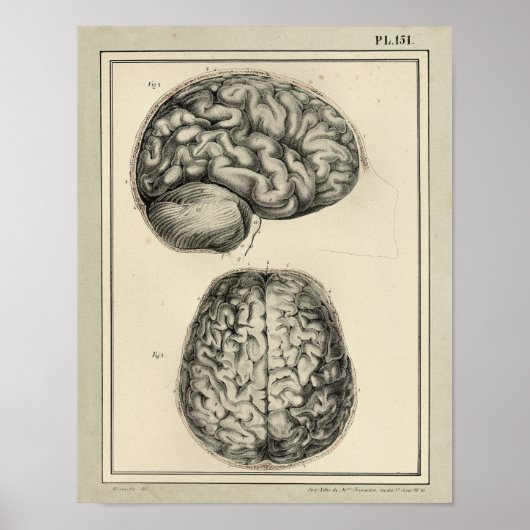 Antikes Druckwerk zur Hirnanatomie von 1831 Poster (Vorne)