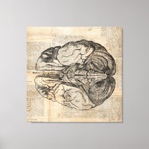 Antikes Gehirndiagramm Altmodische Kunst Leinwanddruck