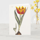 Antikes Gravieren einer roten Tulip-Grußkarte Karte (Gelbe Blume)