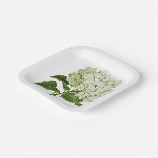 Antikes hellgrün und weiß Hydrangea Blossom Pappteller (Gewinkelt)