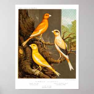 Antikes Kanarienvogel-Vorlagendesign 1800er Jahre Poster