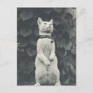 Antikes Katzenfoto Postkarte