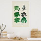 Antikes kulinarisches botanisches Kunstblatt Kohl  Poster (Küche)