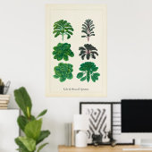 Antikes kulinarisches botanisches Kunstblatt Kohl  Poster (Heimbüro)
