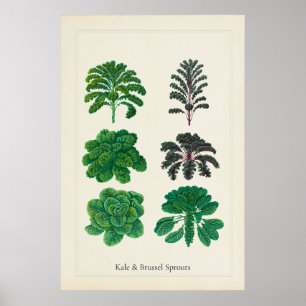 Antikes kulinarisches botanisches Kunstblatt Kohl Poster