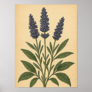 Antikes Lavendel auf verwittertem Papier Poster