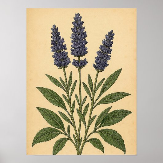 Antikes Lavendel auf verwittertem Papier Poster (Vorne)