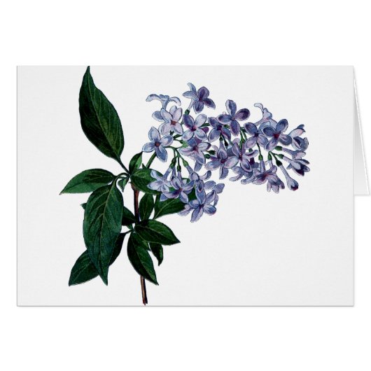 Antikes Lila (Vorderseite (Horizontal))