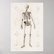 Antikes medizinisches Skelett Anatomie Diagramm Vi