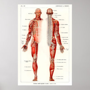 Antikes menschliches Anatomie-Kunstposter 19. Jahr Poster