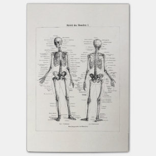 Antikes menschliches Skelett Anatomie Knochen Schä Post-it Klebezettel