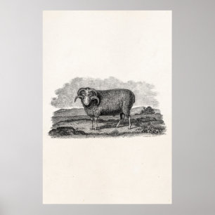 Antikes Merino-Schaf-Widder-Lamm-Schablone 1800er Poster