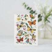 Antikes Paul Gervais Butterfets Naturgeschichte Postkarte (Stehend Vorderseite)