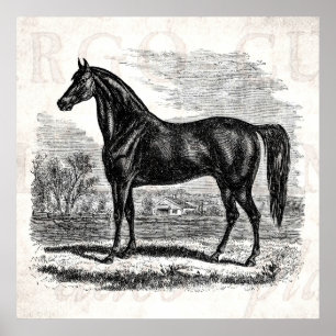 Antikes Pferd 1800er Jahre - Morgan Reit Template Poster