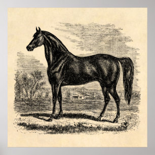 Antikes Pferd 1800er Jahre - Morgan Reit Template Poster