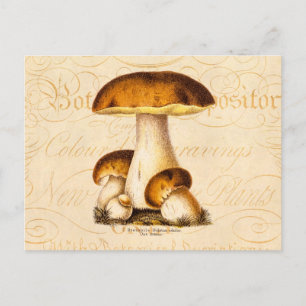 Antikes Pilz-Speisepilze-Template 1800er Postkarte