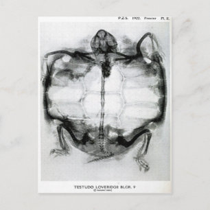 Antikes Röntgenbild einer Schildkröte Postkarte