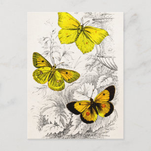 Antikes Schablone Gelbe Orange Schmetterlinge 1800 Postkarte