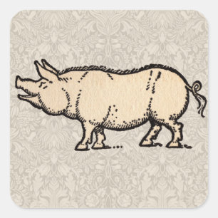 Antikes Schwein Süßes Vintage-Illustration Quadratischer Aufkleber