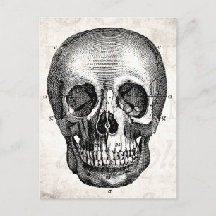 Antikes Totenkopf Retro Anatomisch Alt Zeichnung 1 Postkarte