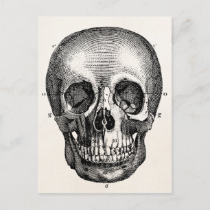Antikes Totenkopf Retro Schädel Skelett 19. Jahrhu Postkarte
