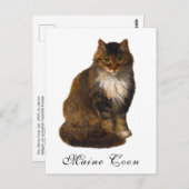 Antikes Viktorianisches Maine Coon Cat Portrait Ma Postkarte (Vorne/Hinten)