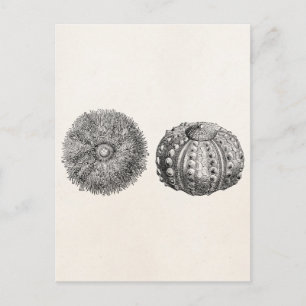 Antikes Vintage-Schablone Seeigel mit Stacheln Postkarte