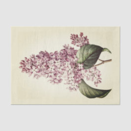 Antikes Vintages botanisches Lila Lilac Blossom Seidenpapier