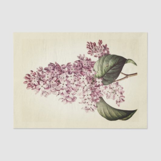Antikes Vintages botanisches Lila Lilac Blossom Seidenpapier (Vorderseite)