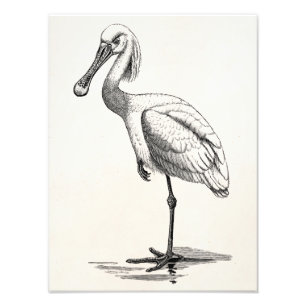 Antikes Vogeltemplate Rosa Löffler Vintage Fotodruck