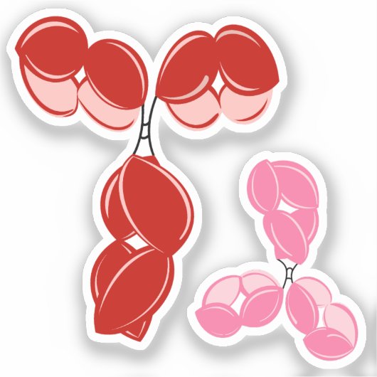Antikörper IgG 1 oder 4, rot und rosa Aufkleber (Vorderseite)