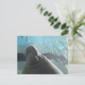Antillean Manatee # 1 Postkarte (Stehend Vorderseite)