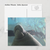 Antillean Manatee # 1 Postkarte (Vorne/Hinten)