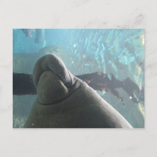Antillean Manatee # 1 Postkarte