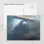 Antillean Manatee # 2 Postkarte (Vorne/Hinten)