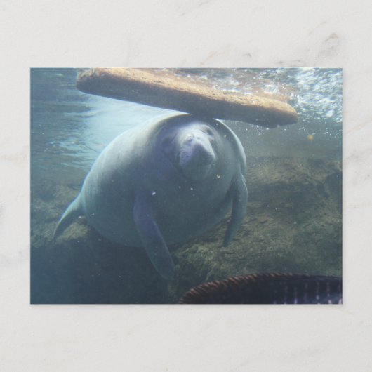 Antillean Manatee # 2 Postkarte (Vorderseite)