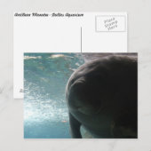 Antillean Manatee # 3 Postkarte (Vorne/Hinten)