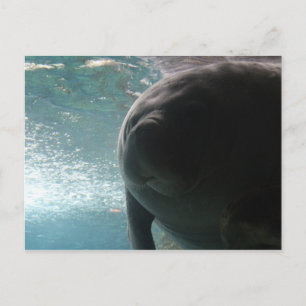 Antillean Manatee # 3 Postkarte