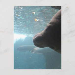 Antillean Manatee # 4 Postkarte