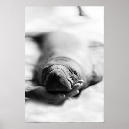 Antillean Manatee Poster