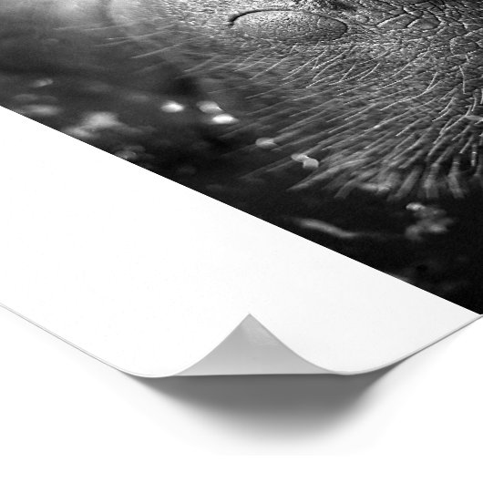 Antillean manatee poster (Ecke)