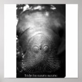Antillean manatee poster (Vorne)