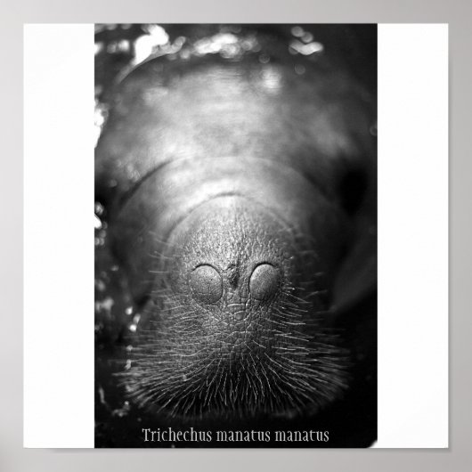 Antillean manatee poster (Vorne)