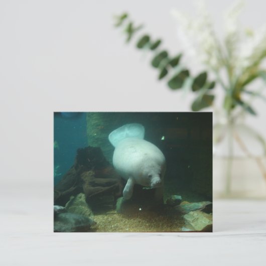 Antillean Manatee Postkarte (Stehend Vorderseite)