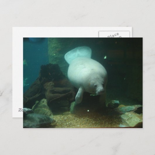 Antillean Manatee Postkarte (Vorne/Hinten)