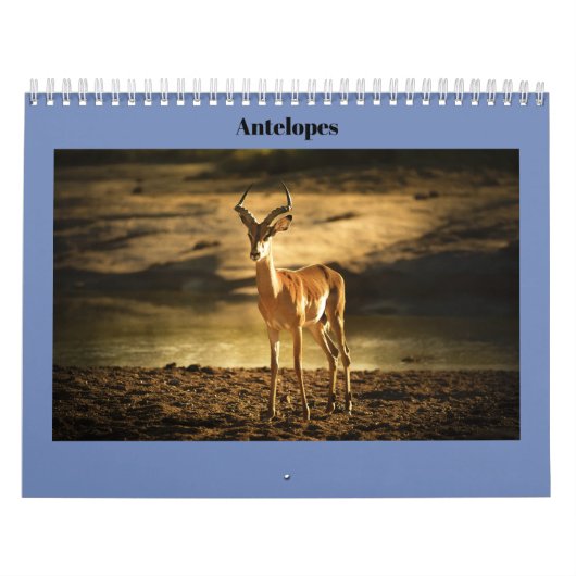 Antilopen Kalender (Titelbild)