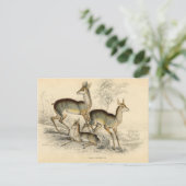 Antilopen-Postkarte Postkarte (Stehend Vorderseite)