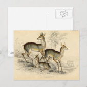 Antilopen-Postkarte Postkarte (Vorne/Hinten)